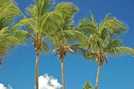 Coconut Dream
