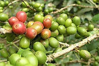 Sumatra Mandehling